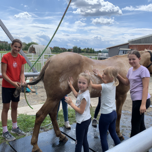 U KONÍ - II. turnus